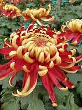 Sale906 Chrysanthemum Orange-Red Herbstpflanze 5 Samen