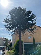 seltene arakaurie ca.50 jahre alt  10m hoch