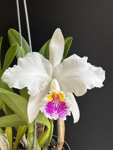 Cattleya lueddemanniana
