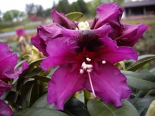 Großblumige Alpenrose Azurro