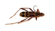 COLEOPTERA, CERAMBYCIDAE
