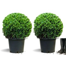 2 x  Ilex crenata Kugel