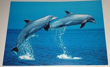 Delfin Delphin Delfine Dolphin