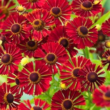 Helenium Staude Sommerblume