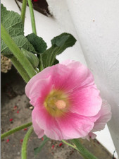 35 Samen von Stockrosen, rot