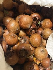 10 Samen Echte Mispel