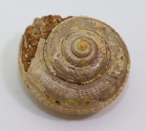 Schnecke obornella - schnecke,,