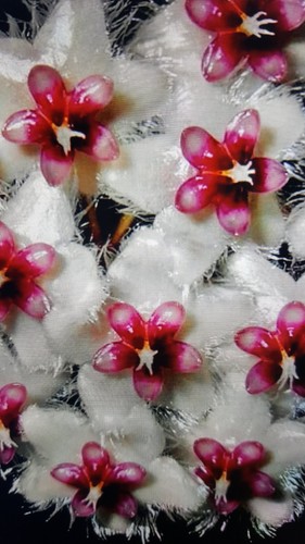 Hoya caudata sumatra splash - caudata,