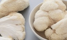 Lions Mane Mushroom Liquid Culture ??? Igel Stachelbart Pilz Flüssigkultur