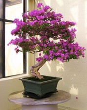 SY68TF Bougainvillea Bonsai Seeds Zaden Variante Nr 1 Samen Stückzahl 5
