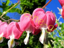 TRÄNENDES HERZ ROT HERZBLUME