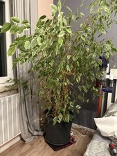 Ficus benjamini 180 groß - ficus,