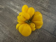 Reisetomate Gelb Phil's One 10 Samen