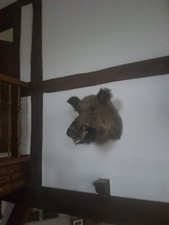 Jagdtrophäe Wildschwein /