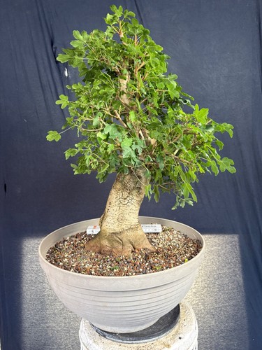 Feldahorn bonsai prebonsai - bonsai,