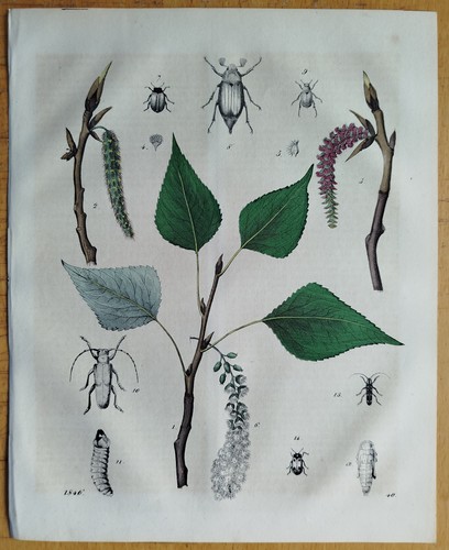 Bäume pappel buch der - bäume,