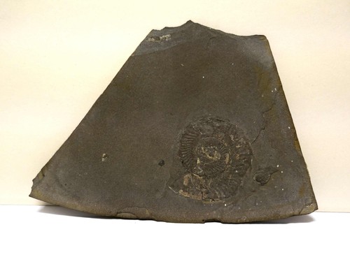 Fossil ammonit fundort - fossil,