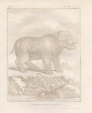 Nilpferde Flusspferd