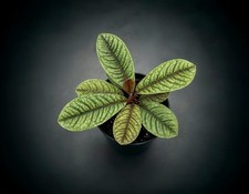 Natureholic labisia hulk - natureholic, sp.
