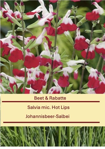 Salvia mic hot - mic.,