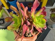 Aeonium Valour - Sukkulenten