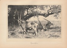 Oryxantilopen Antilopen