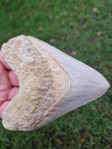 Weißer megalodon zahn 13 - megalodon, l:13