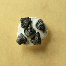 5 Splitter Meteorit Buzzard Coulee - Chondrit aus Kanada - zusammen 0,18g