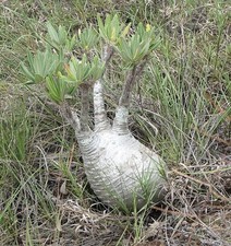 Pachypodium gracilius 3 Samen