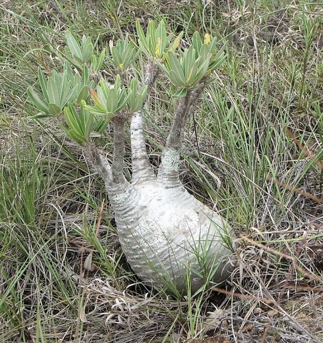 Pachypodium gracilius samen - 3,