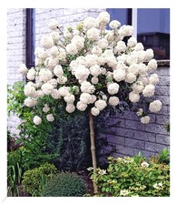 Schneeball-Stämmchen, 1