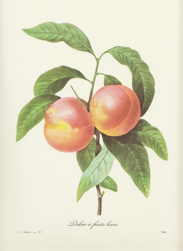 Pfirsich amygdalus persica - amygdalus,