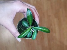 Hoya Kentiana Mini bewurzelter