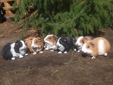 Meerschweinchen Deko Figur Lebensgroß lebensecht groß Deko Figur Garten Hotant