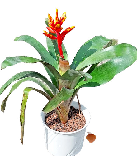Aechmea pepita ableger - aechmea, "pepita",