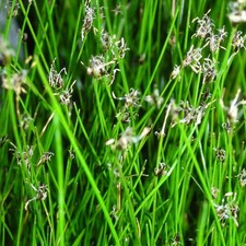  Blumixx Stauden Eleocharis