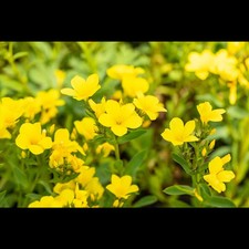 Linum flavum 'Compactum' - Gelbblühender Garten-Lein 'Compactum' - 9cm Topf 