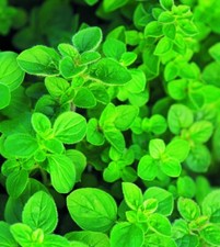 HS1430BV Griechischer Oregano Griechische Kräuter Herbl Seeds Samenstück 30