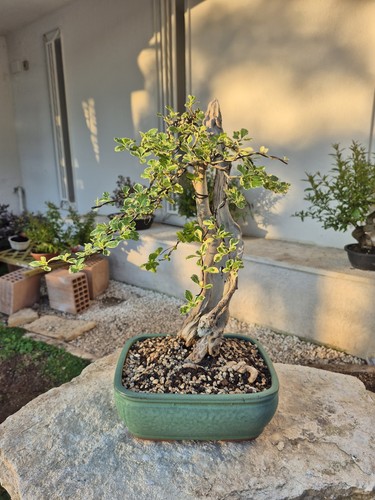 Bougainvillea bonsai - bougainvillea,