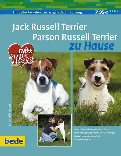 Jack russell terrier - jack,