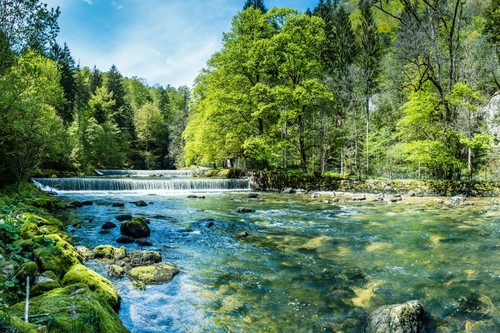 Verschiedene wald motive - wald, vlies