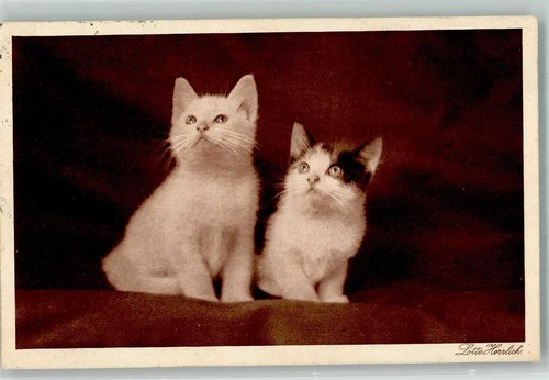 39866868 katzen 2 - -,