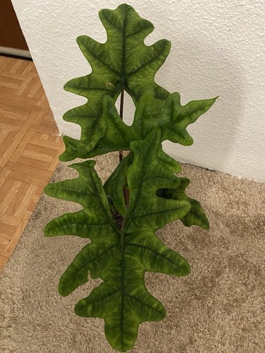 Wunderschöne alocasia jacklyn - wunderschöne,