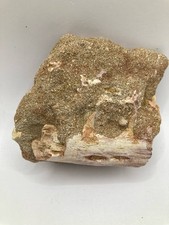 Fossiler Kreide Mosasaurier