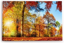 120x80cm Wandbild Wald Bäume