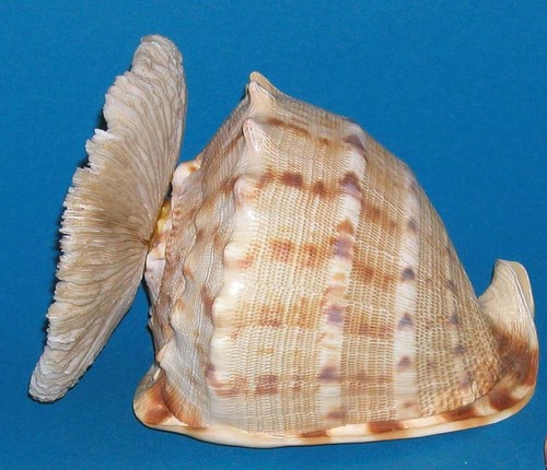 Tolle muschel schnecke alt - schnecke,