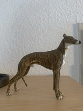 Seltene Windhund Greyhound Dog