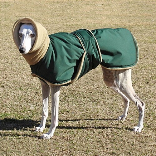 Für windhund greyhound - für,