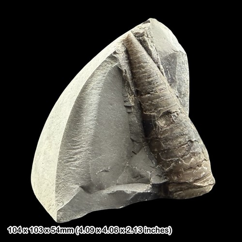Belemnit phragmokon fossil - belemnit,