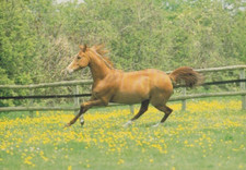 Horse  *  Pferde * Anglo-Araber       *  Tolle Postkarte  # 781